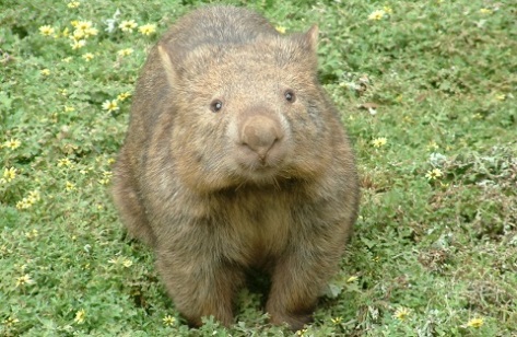 Wombat small